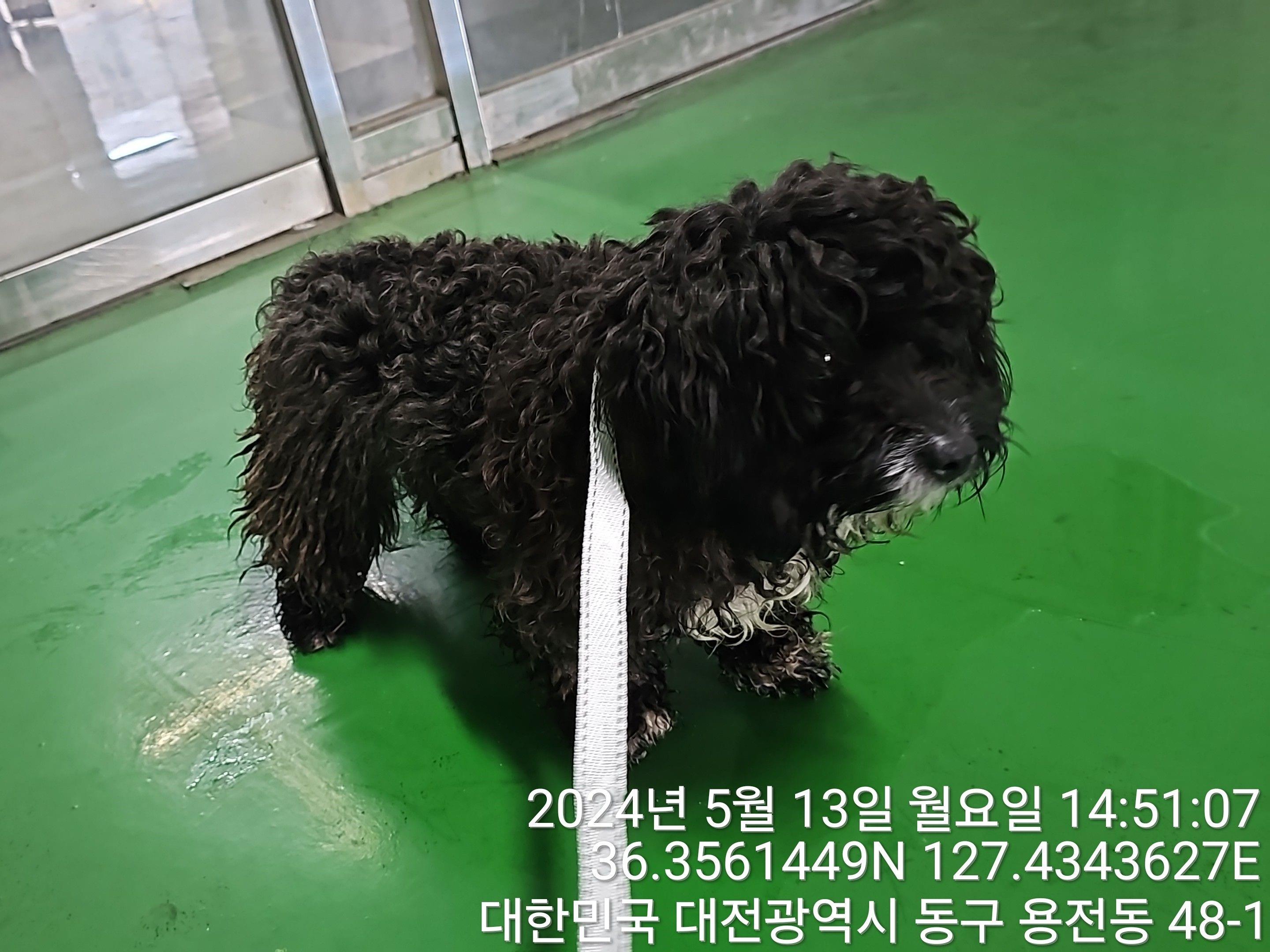 보호중 믹스견의 가…